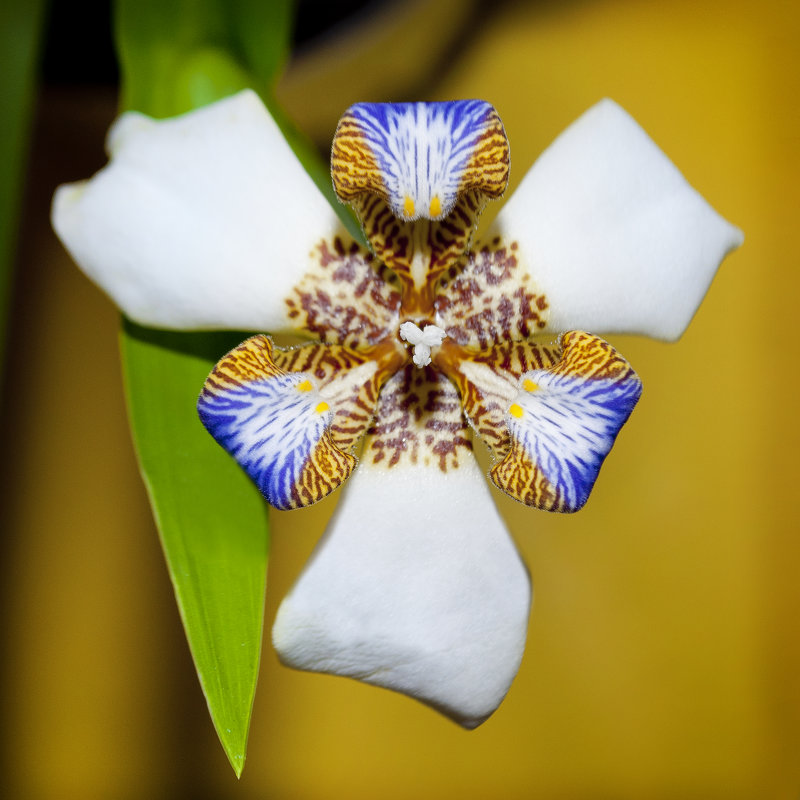 Домашний цветок - Анастасия Ярцева