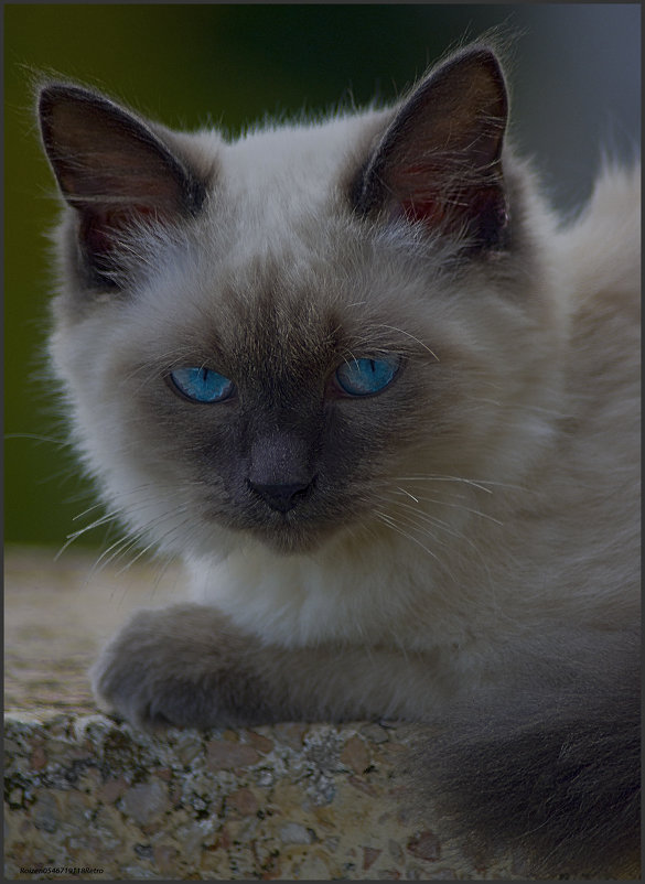 Портрет Блондина с голубыми газами-из серии Кошки очарование мое! - Shmual & Vika Retro