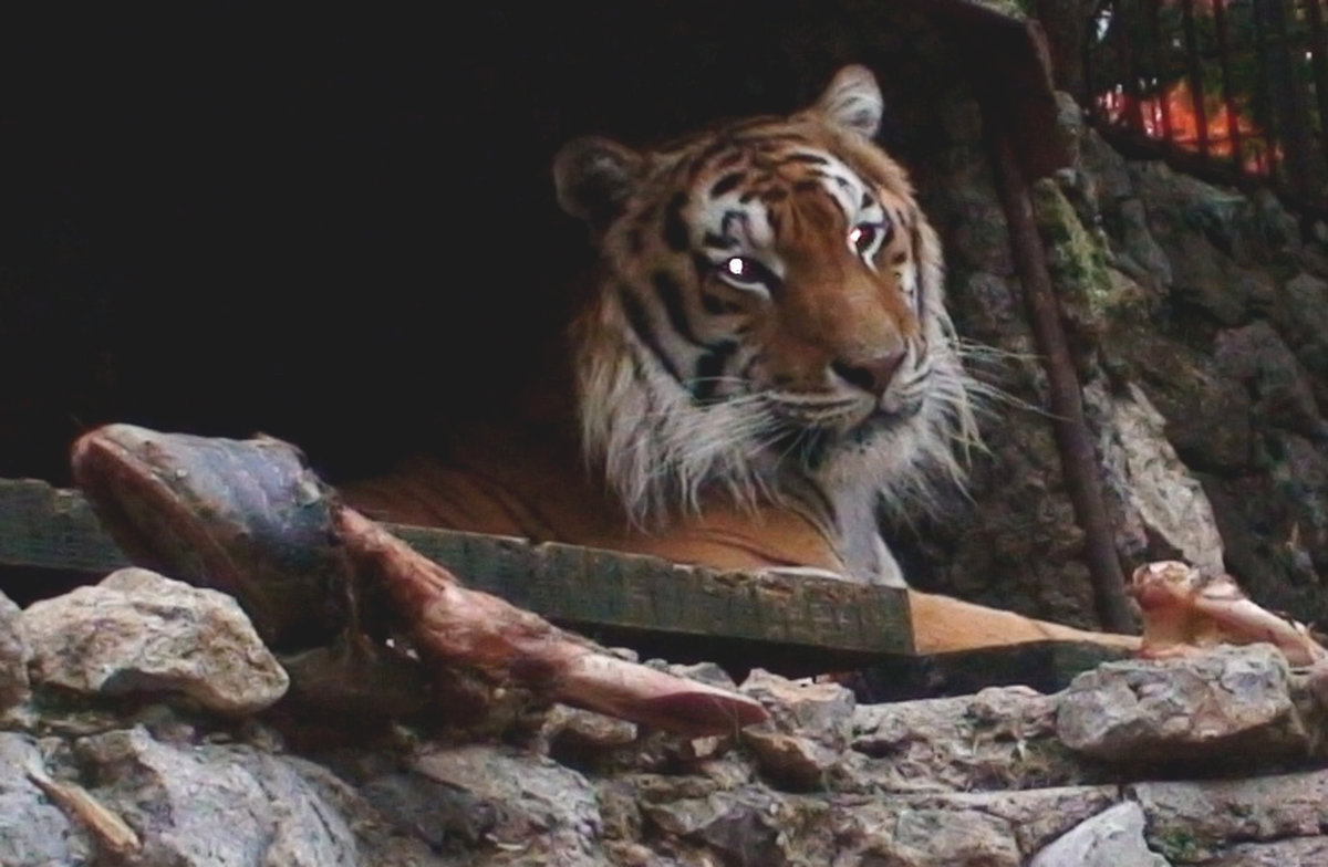 тигрица по кличке Гроза в Ялтинском зоопарке - elena manas