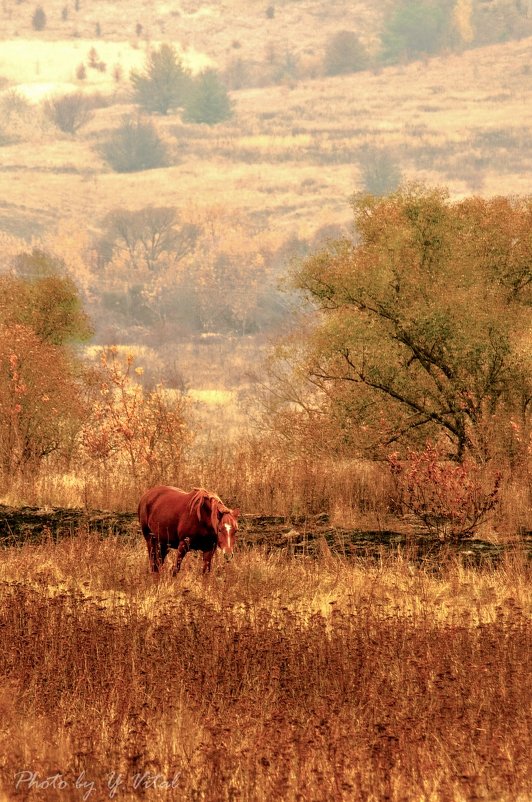 Рыжая лошадь на рыжей траве. - Юлия Копыткина