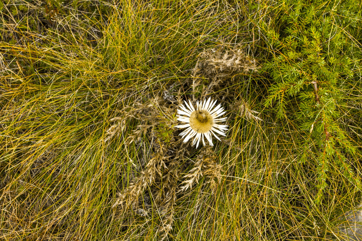 Альпийский цветок - Marina Talberga