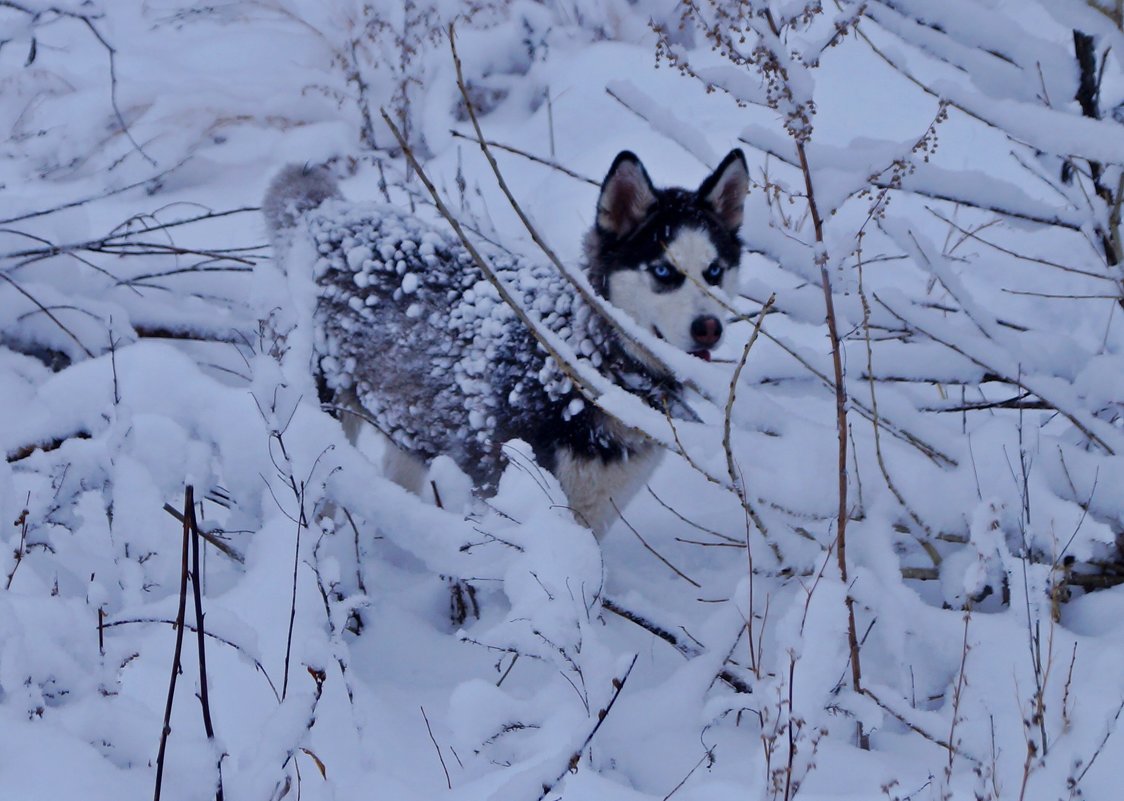 Снежный зверь - Кристина Воробьева