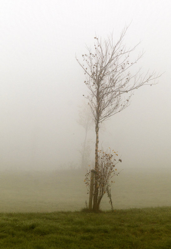 Туманный Альбион: Одиночество - Дмитрий Сорокин