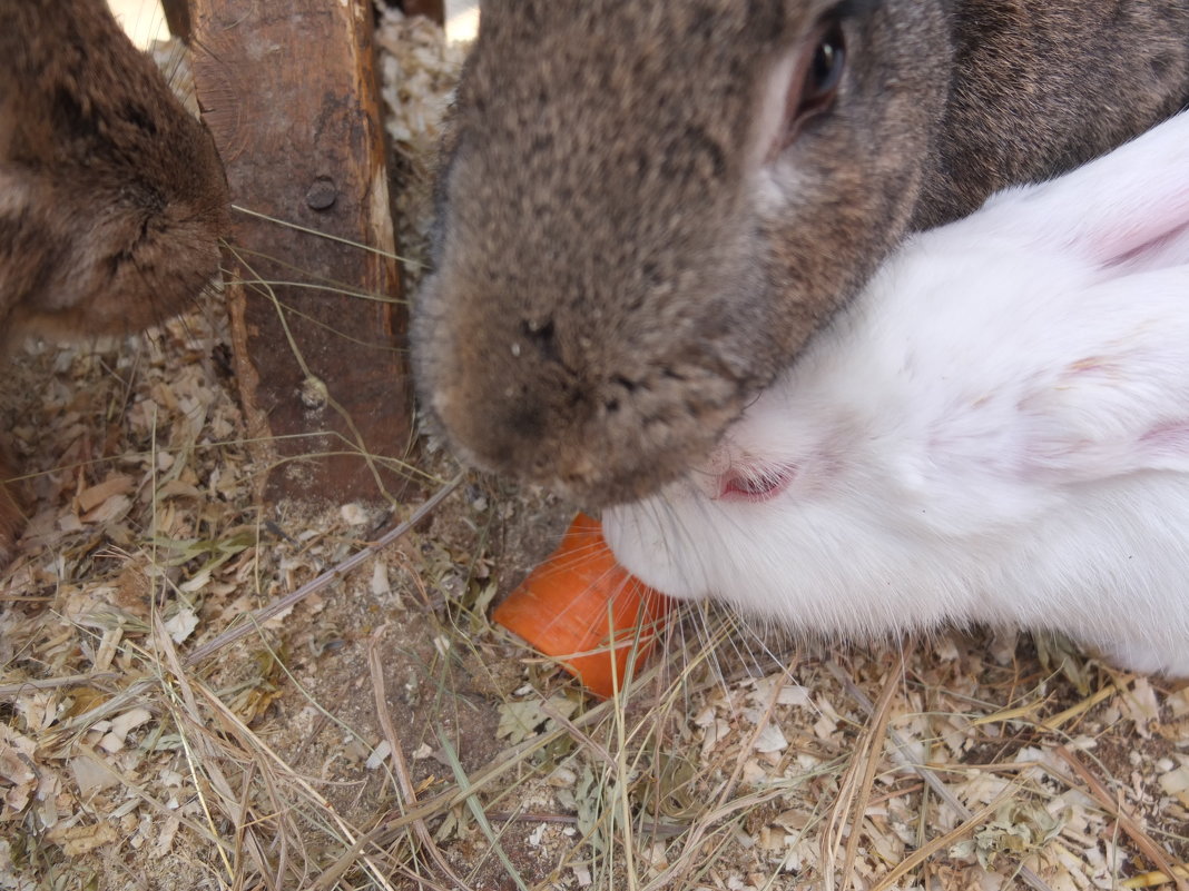 моя морковь для кроликов в лесу - Маша Лисичьева 