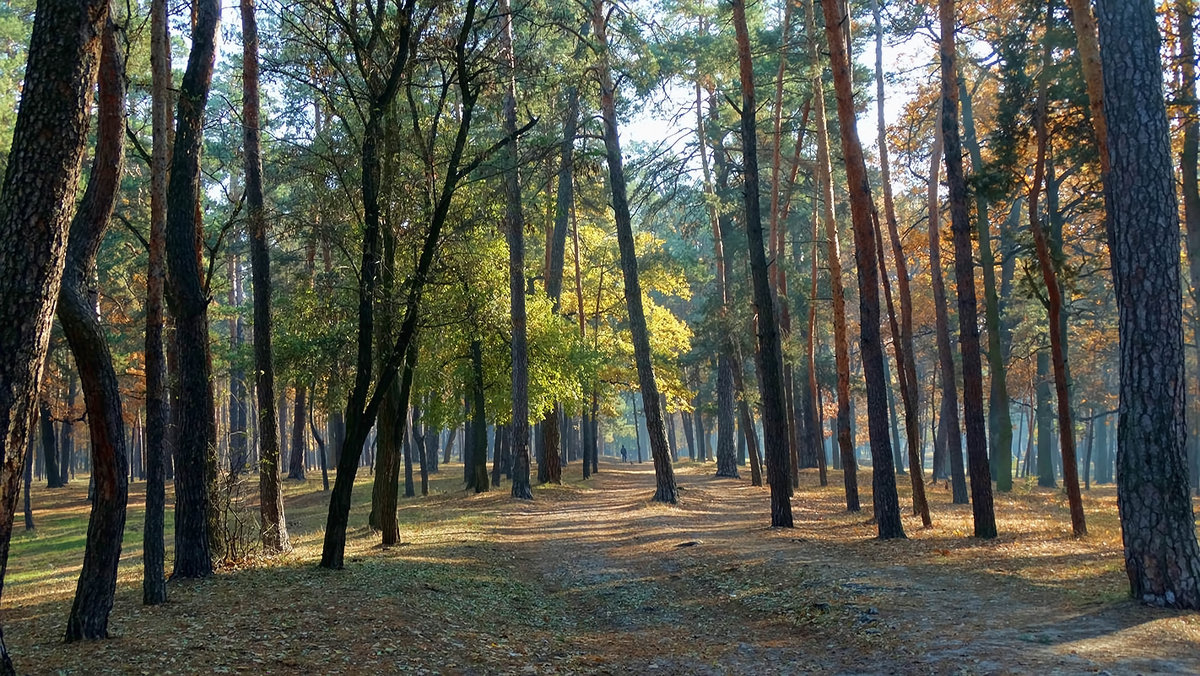 Осень в парке "Партизанской славы" Фото №3 - Владимир Бровко