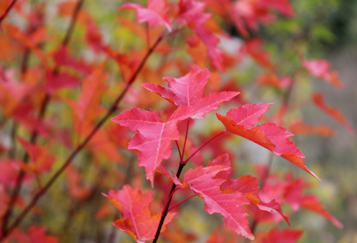 Красные листья осени - Светлана 