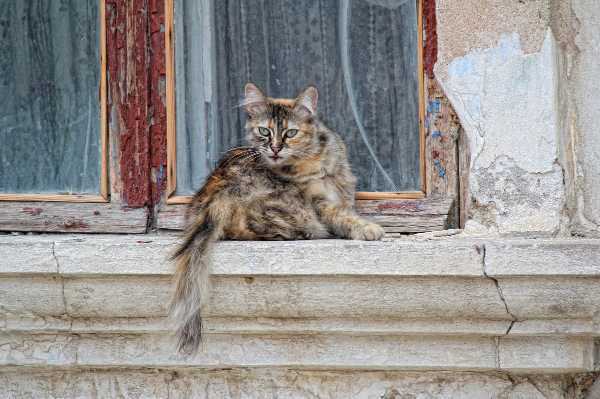 Кошки на улицах Феодосии - Ксения Старикова