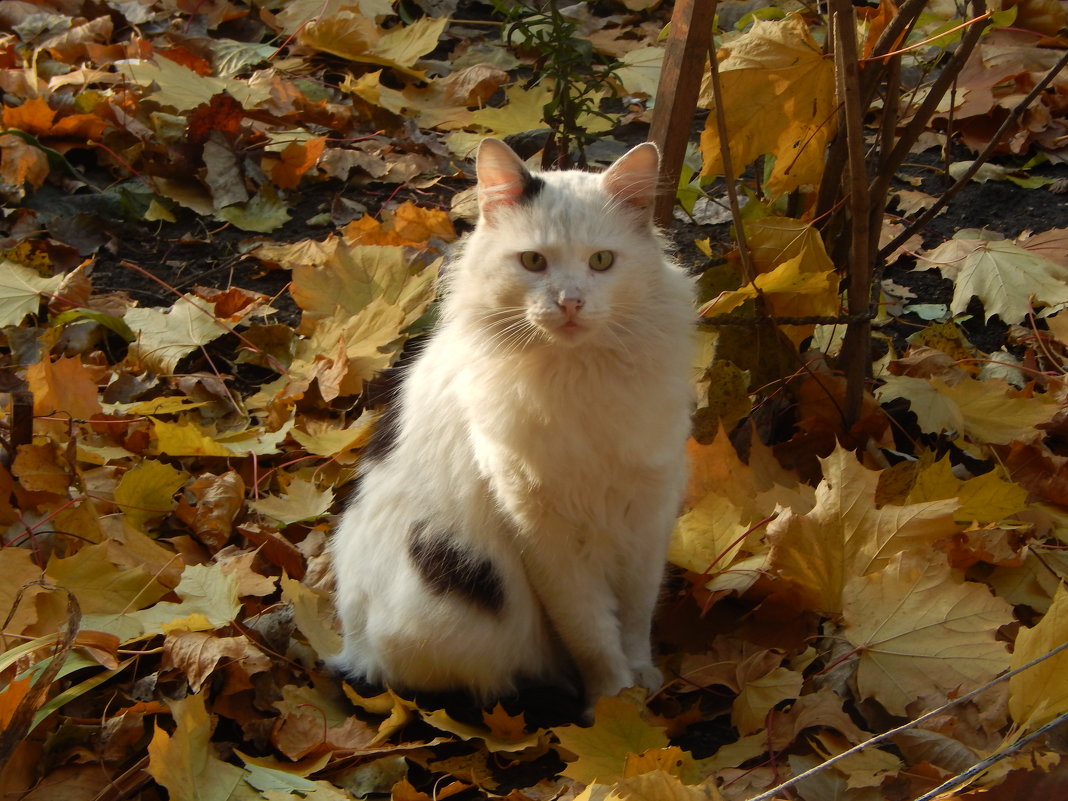 Осенний кот - Лилия Дубчак