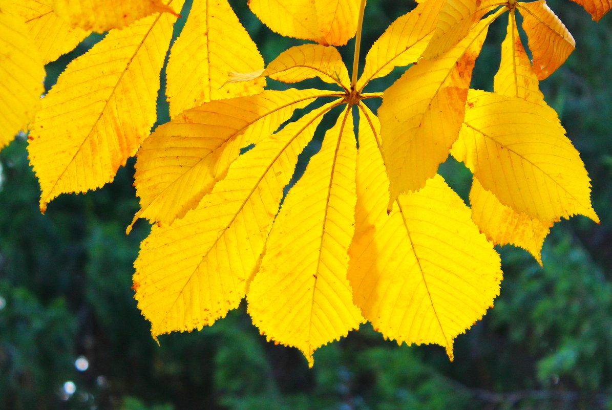 Золотые листья осени - Светлана 