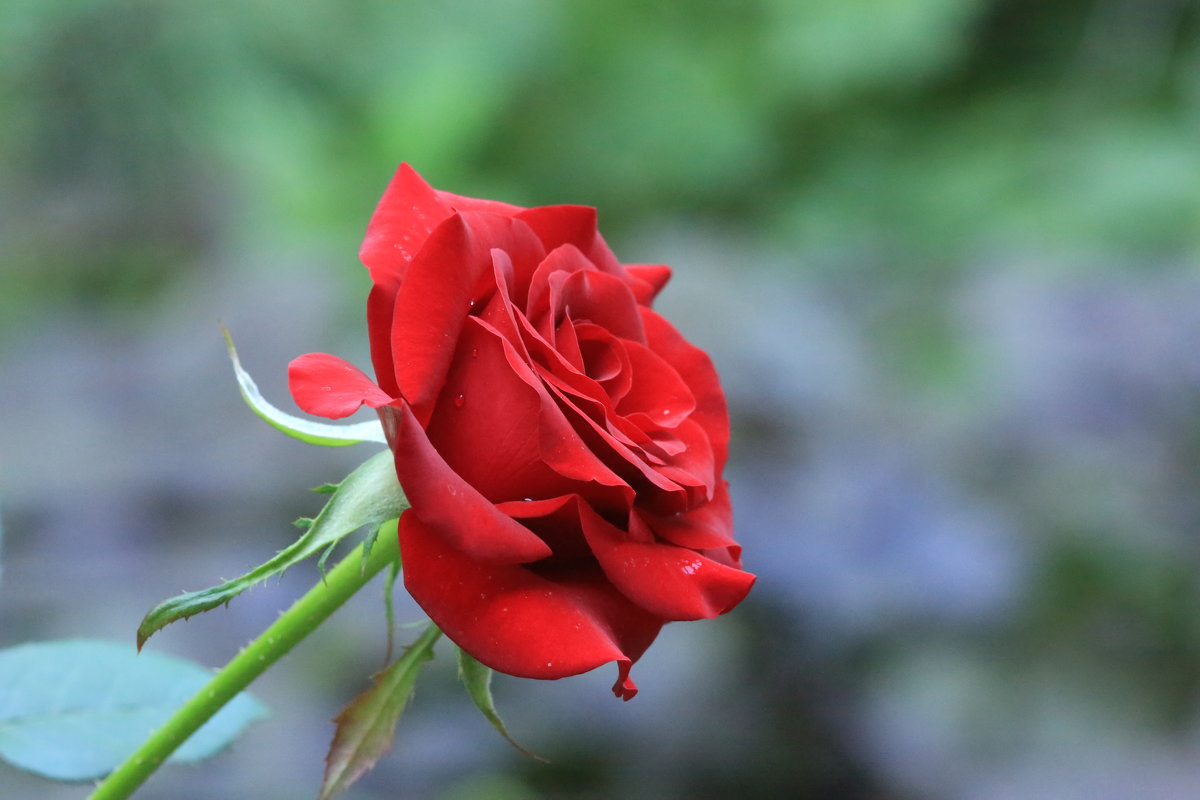 красная роза - Жанна 