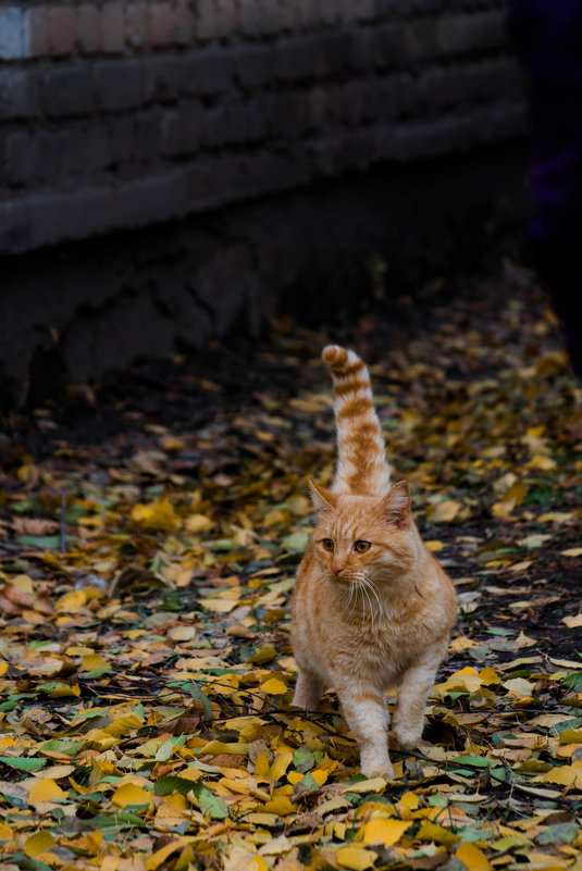 Солнечно рыжий котик - Алёна Нетесова