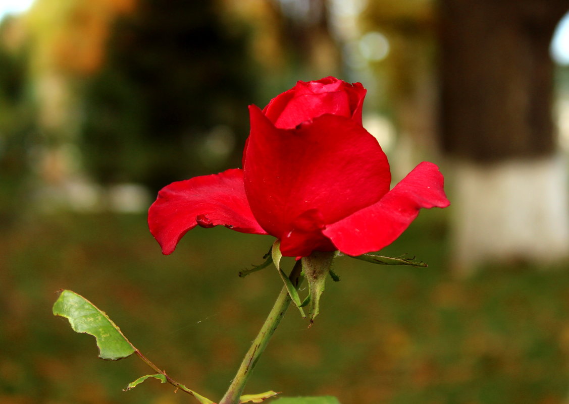 Роза в ноябре - Светлана 