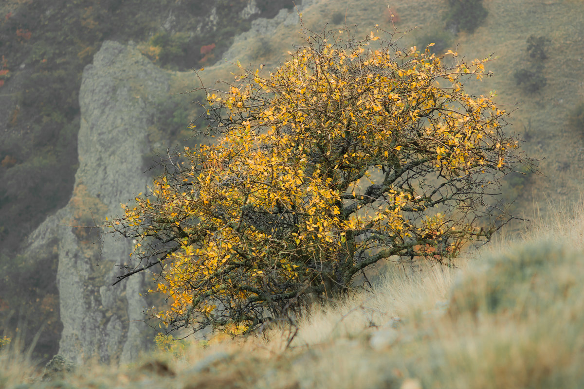 Осеннее дерево на склоне Кара-Дага - Антон Фатыхов 