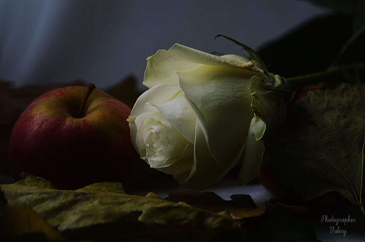 Белая роза - Валерий Лазарев
