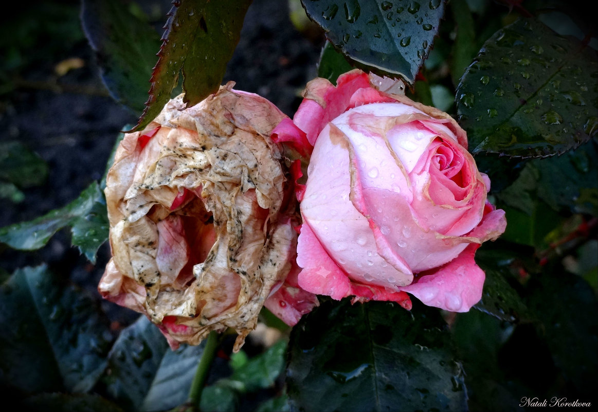 Осенние розы - Наталия Короткова