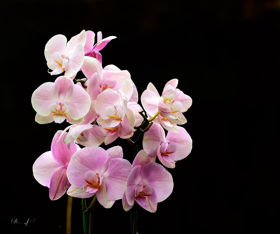орхидеи.... - Павел Баз