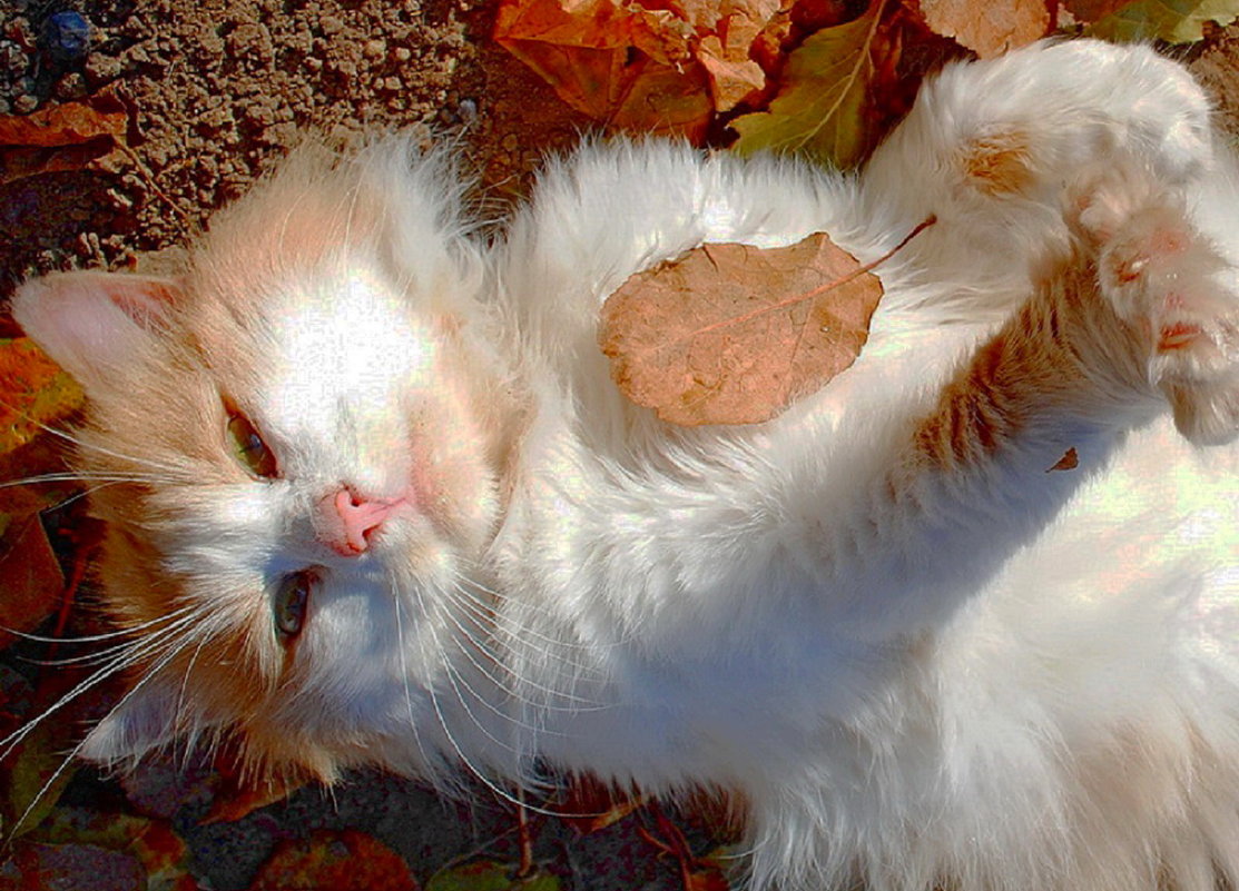 Осень  красит  и  кота! - Валера39 Василевский.