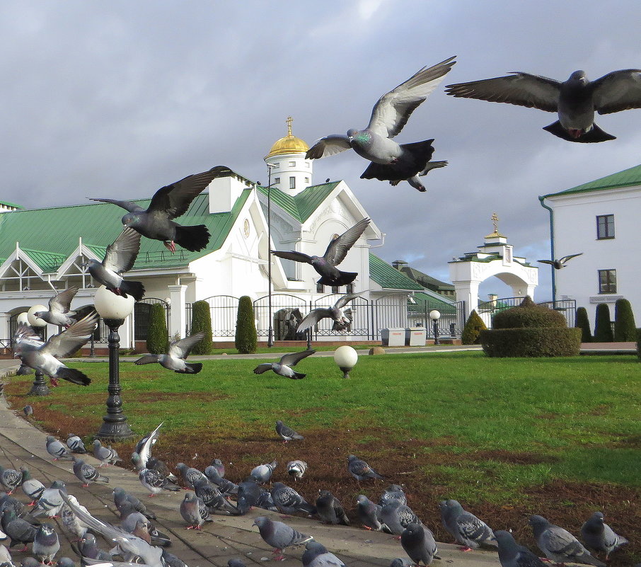 Городские голуби! - Ирина Олехнович