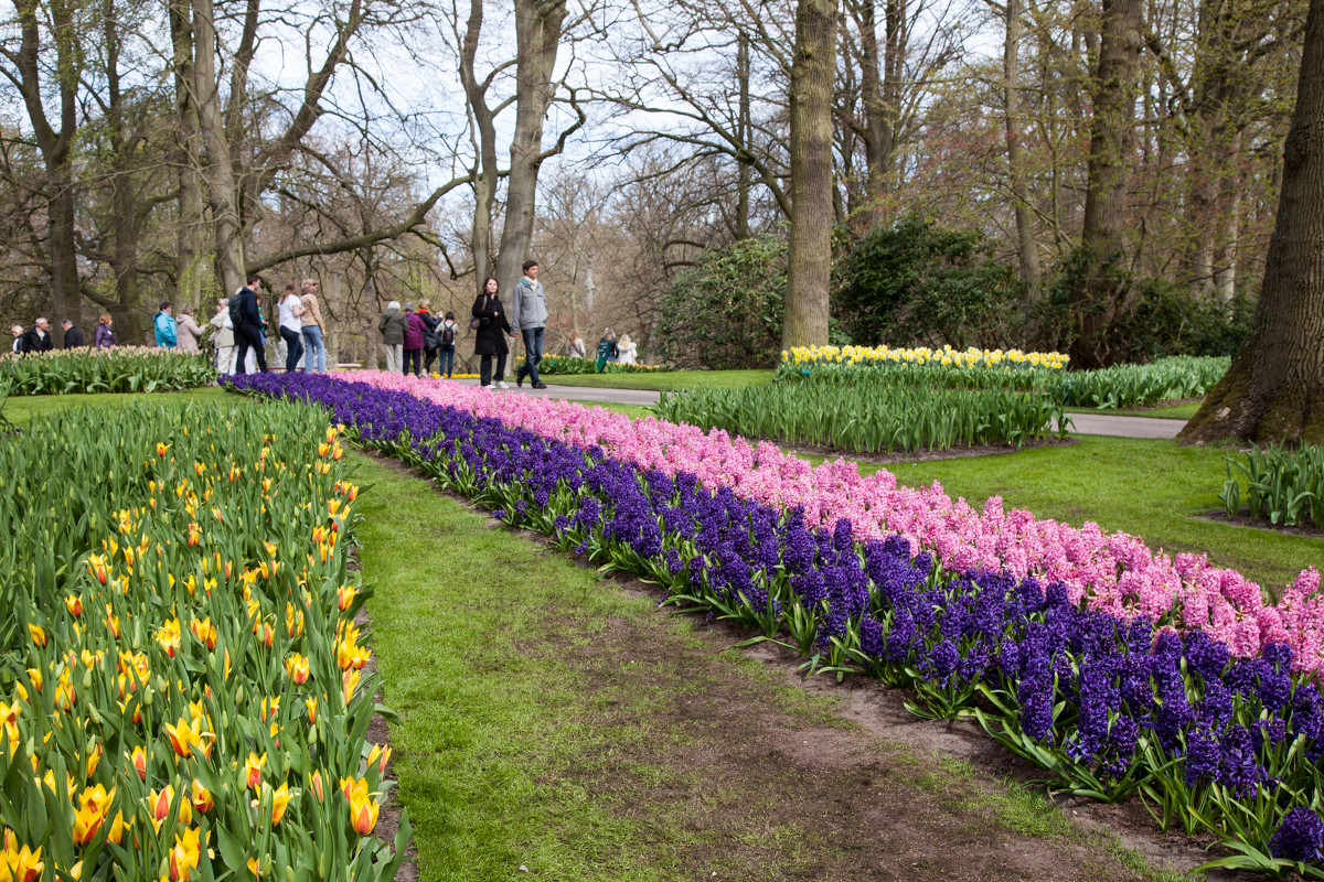 Keukenhof - Елена Гришина