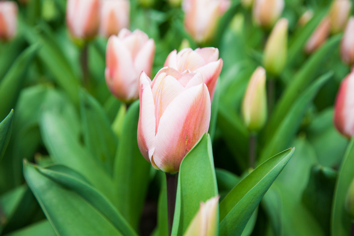 Keukenhof - Елена Гришина