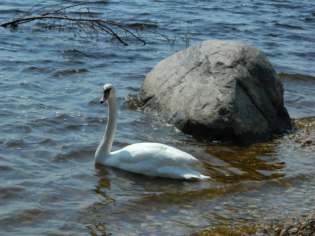 ....лебедь белая плывёт..... - Lina Liber