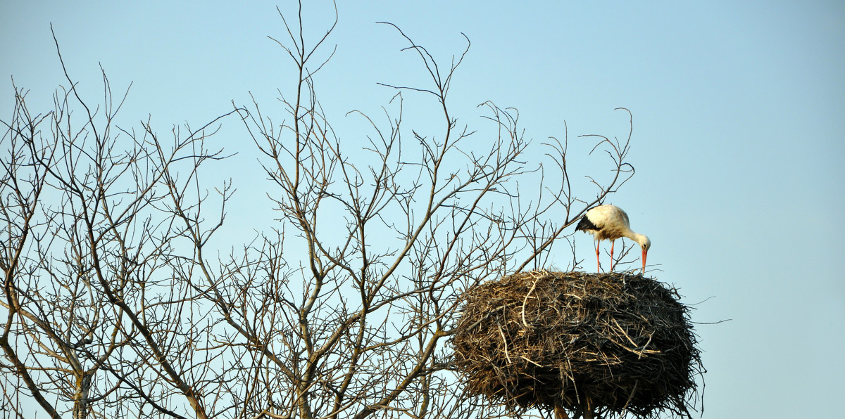 Stork - Lera Komisarchuk