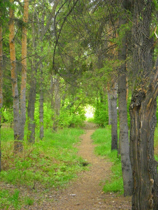 лес - Люба Гительман