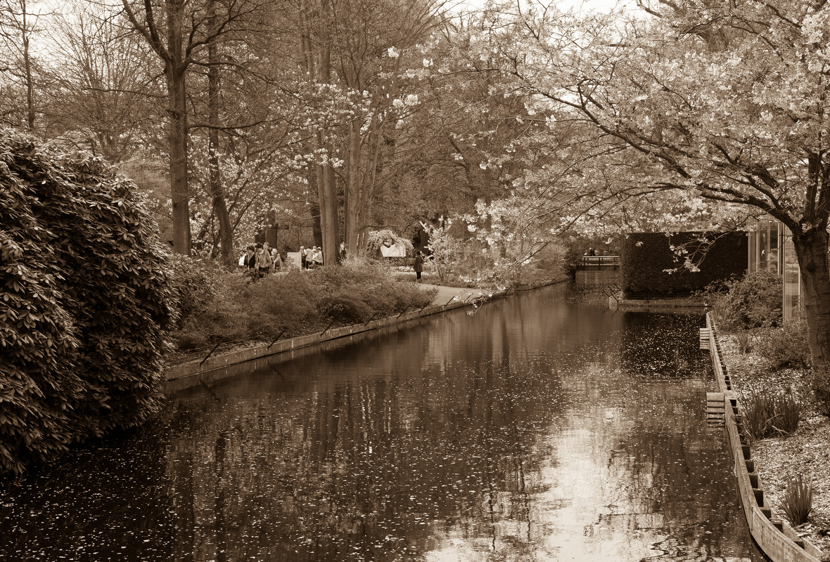 Spring in Holland - Елена Гришина