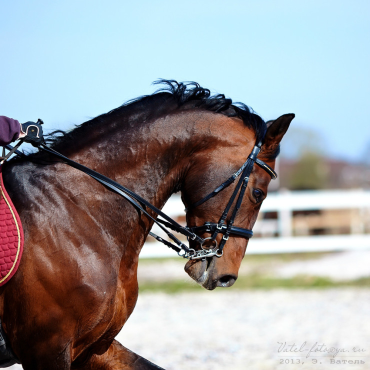 конный спорт - Elya Vatel