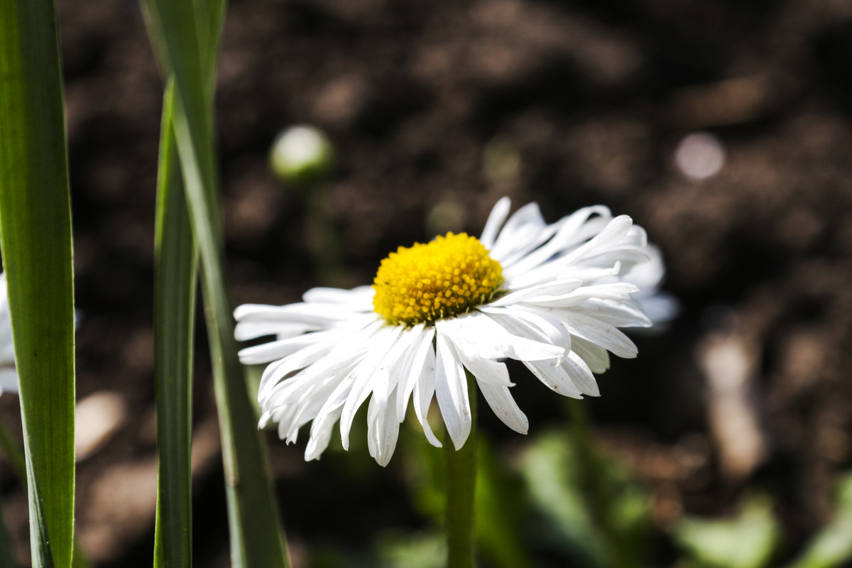 flowers - Nikita 