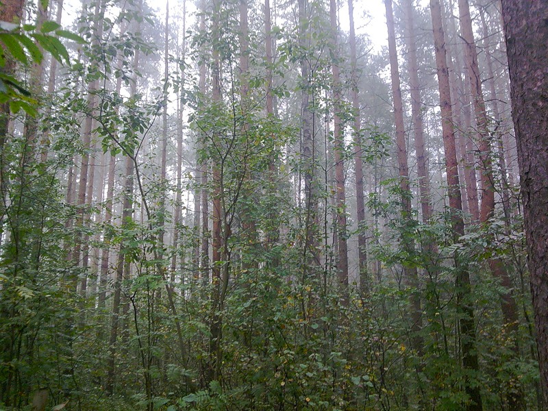 Таинственный туман в лесу - Наталия Павлова