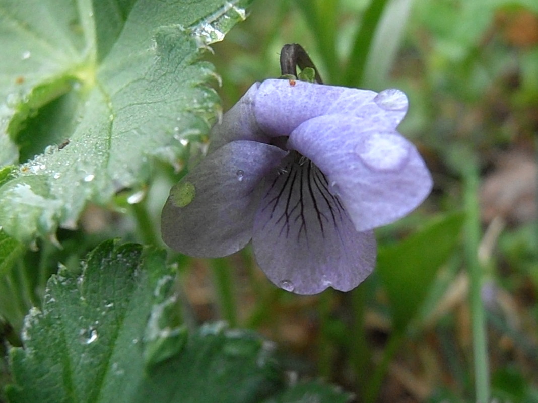 Viola palustris - Марина Ильина
