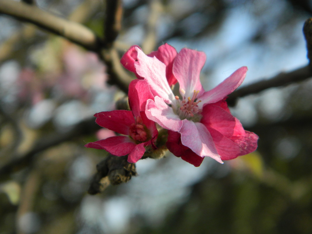 цветы яблони - Alice Madman
