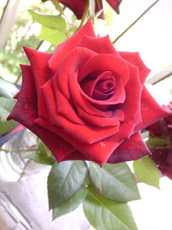 Прекрасная роза... - Диля Урыксыбаева