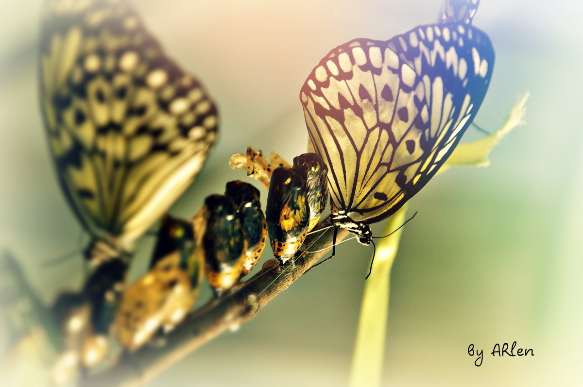Бабочка - ARlen 