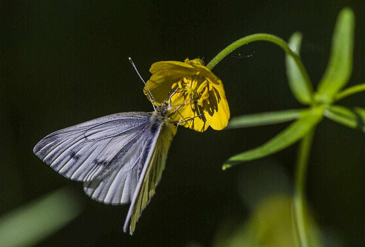 Бабочка и цветок. - Igor Yakovlev