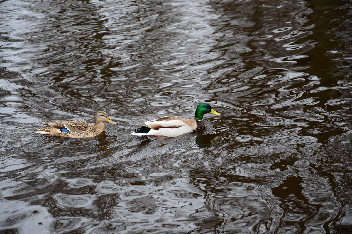 Duck life - Дмитрий Каминский