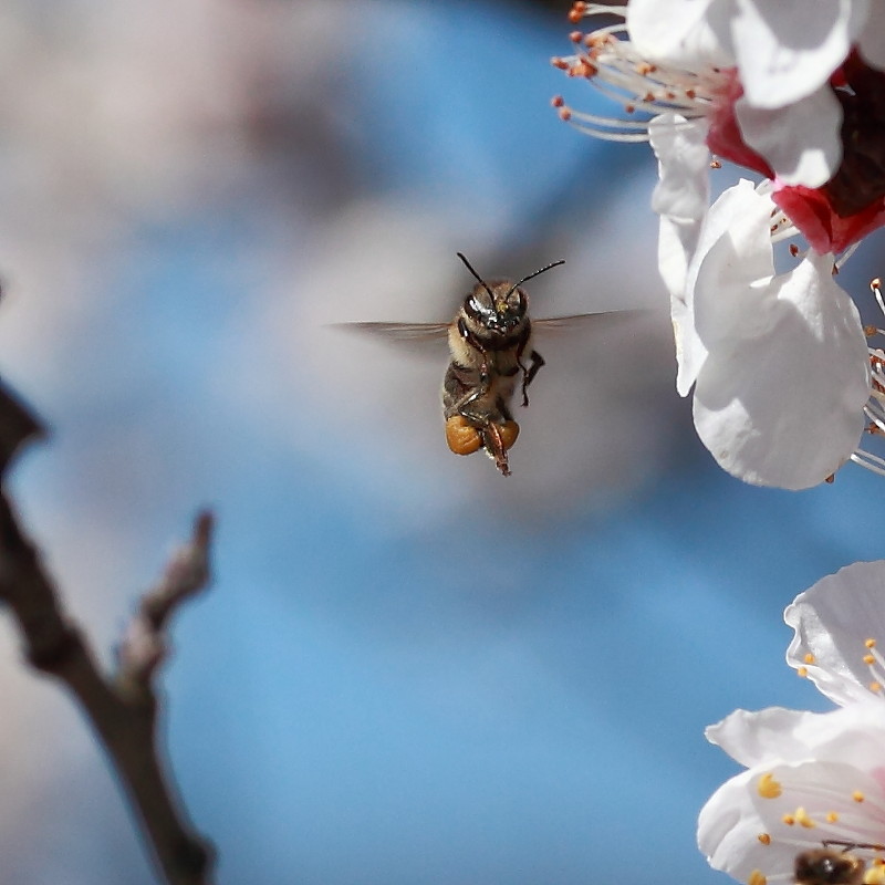 Пчела Мая - Valery Penkin