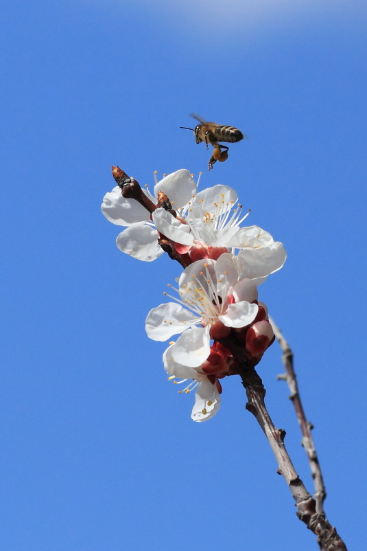 Пчела Мая -2 - Valery Penkin