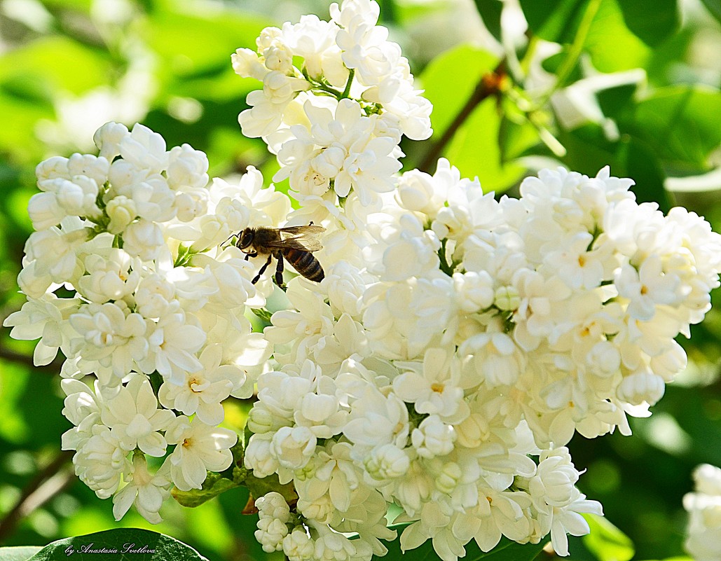 Пчелка - Анастасия Светлова