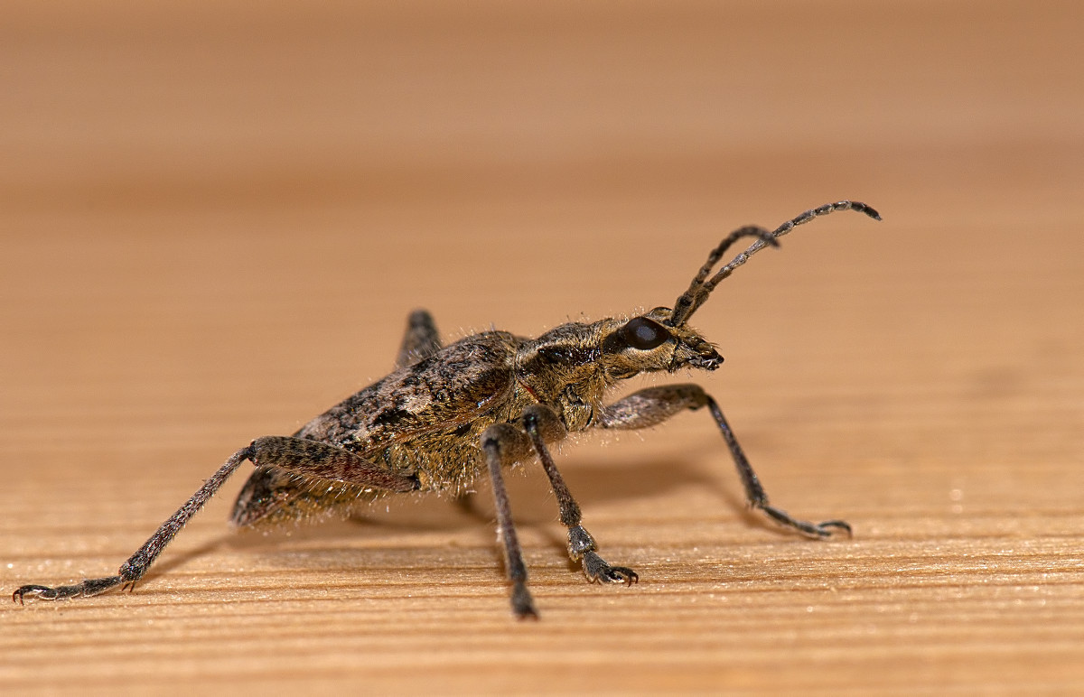 Гламурный жук. Фото №1 - Nikolay T