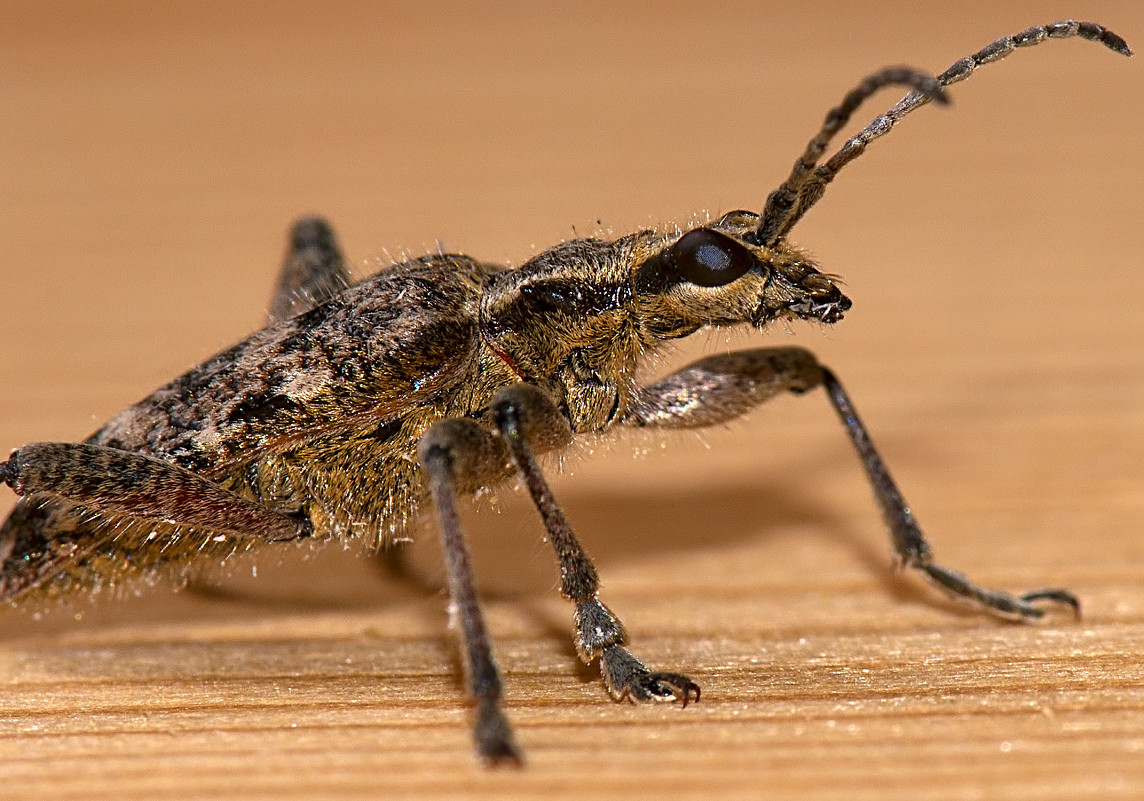 Гламурный жук. Фото №2 - Nikolay T