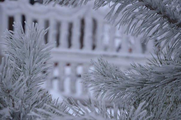 Зимняя елка - Анна Сурина