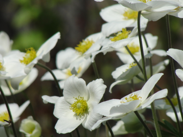 Весенние цветы - Lisitca 