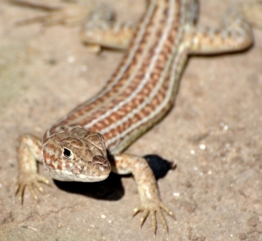 14.05.13  Гребнепалая ящерица Шрейбери (Acanthodactylus schreiberi), семейство Настоящие ящерицы - Борис Ржевский