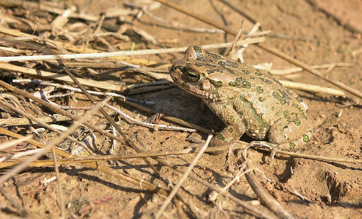 25.12.2010 Зеленая жаба (лат. Pseudepidalea viridis) - Борис Ржевский