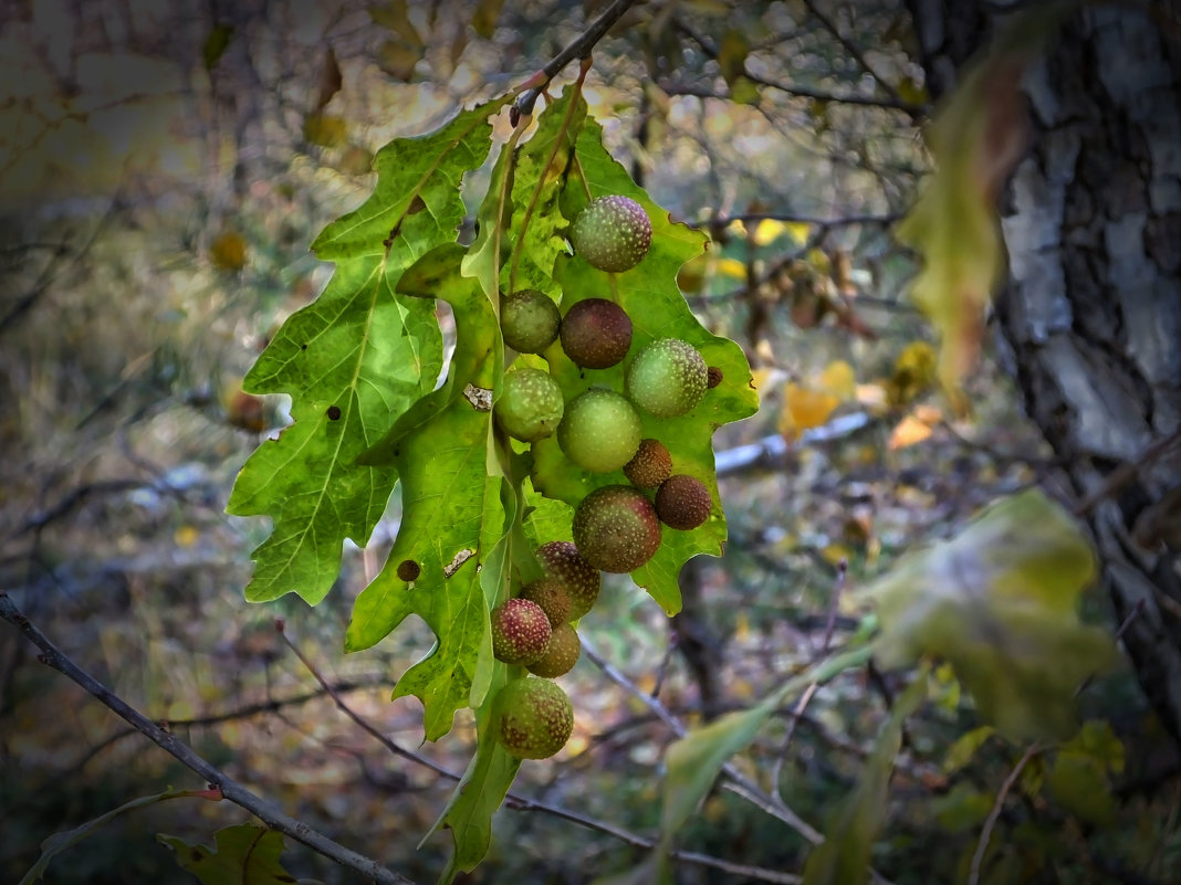 Странные шарики на листьях дуба - Константин Снежин