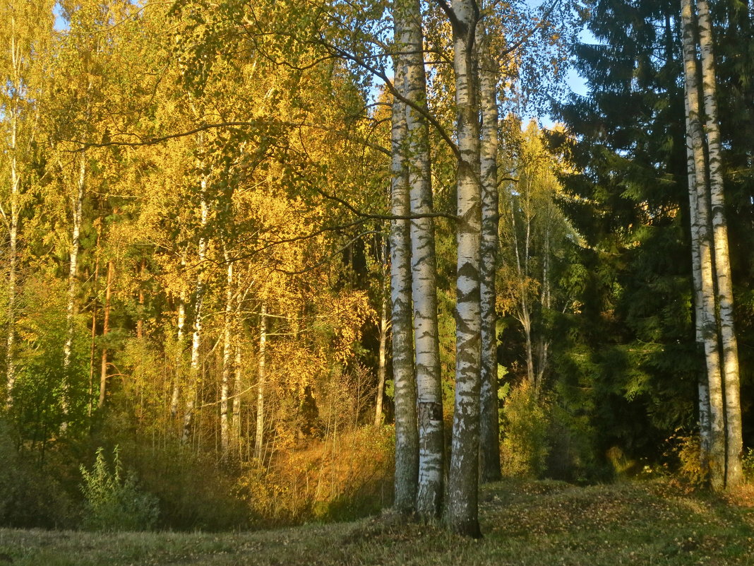 осенний лес - Елена 