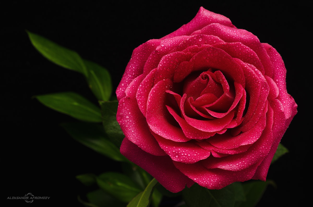Красная роза — эмблема любви - Александр Афромеев