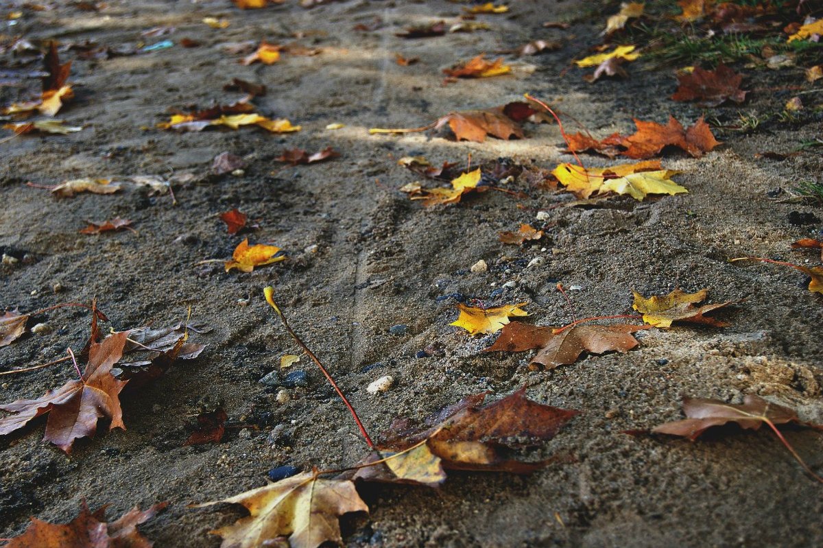 Листья на песке - Юлия Дмитриева